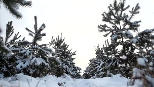 Рождественские елки в снегу — стоковое видео