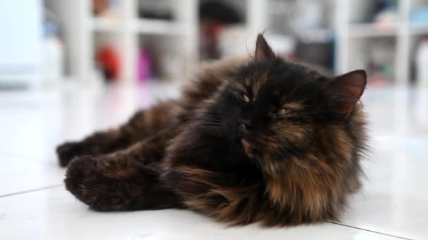 Divertido perezoso esponjoso gato acostado en blanco piso — Vídeos de Stock