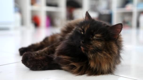 Fluffy cat lying on white floor — Stock Video © Magicmore #97256916 Fluffy cat lying on white floor — Stock Video © Magicmore #97256916