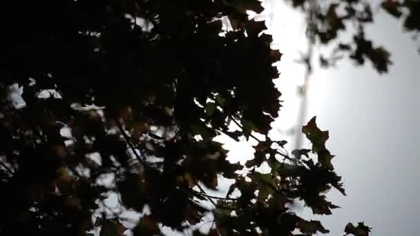 Un rayo de luz solar a través de las hojas del árbol — Vídeos de Stock