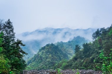 Evergreen orman genel bakış - uzun yeşil ağaçlar yemyeşil Wilderness üzerinde haddeleme yoğun sis ile üst kısımları