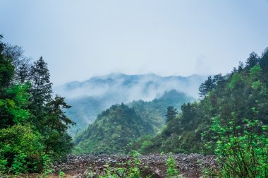 Evergreen orman genel bakış - uzun yeşil ağaçlar yemyeşil Wilderness üzerinde haddeleme yoğun sis ile üst kısımları