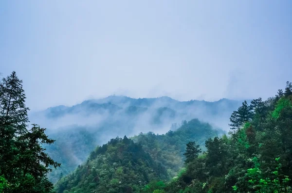 Zimozielonych lasów przegląd - szczyty wysokich zielonych drzew z gęstej mgły przewraca bujne pustyni — Zdjęcie stockowe