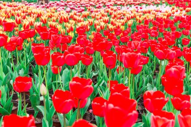 Lale. Güzel bir buket lale. Renkli laleler. Baharda laleler, renkli laleler