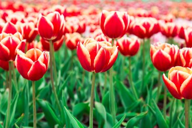 Lale. Güzel bir buket lale. Renkli laleler. Baharda laleler, renkli laleler