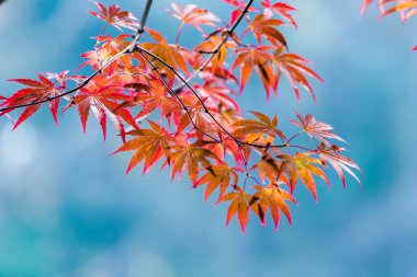 Akça ağaç Sonbahar sezonu için kırmızı.