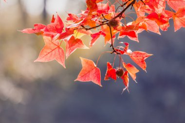 Akça ağaç Sonbahar sezonu için kırmızı.