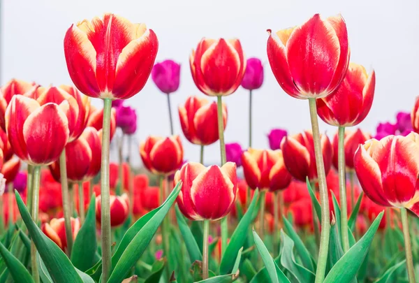 Tulip. Beautiful bouquet of tulips. colorful tulips. tulips in spring,colourful tulip — Stock Photo, Image