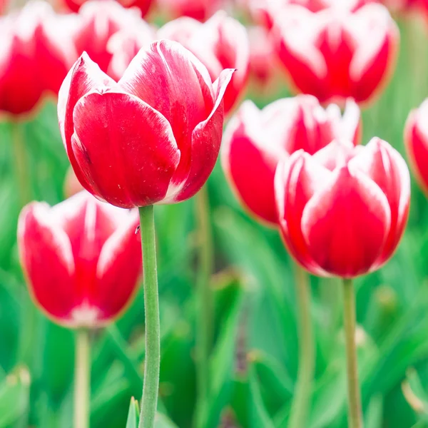 Tulip. Beautiful bouquet of tulips. colorful tulips. tulips in spring,colourful tulip — Stock Photo, Image