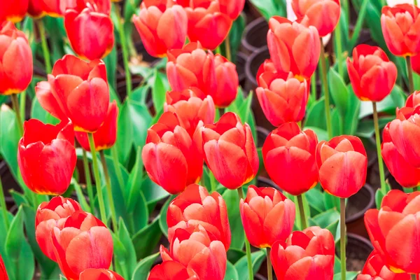 Tulip. Beautiful bouquet of tulips. colorful tulips. tulips in spring,colourful tulip — Stock Photo, Image