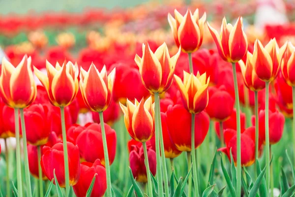 Tulip. Beautiful bouquet of tulips. colorful tulips. tulips in spring,colourful tulip — Stock Photo, Image