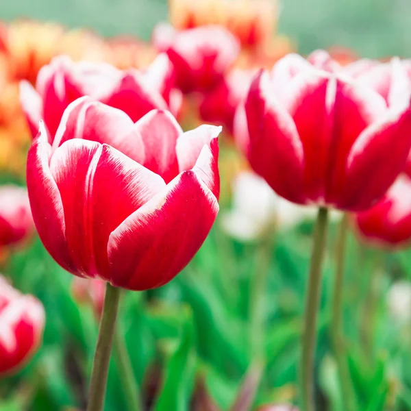 Tulip. Beautiful bouquet of tulips. colorful tulips. tulips in spring,colourful tulip — Stock Photo, Image