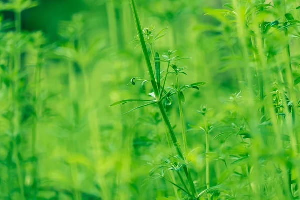 早朝に水が落ちる新鮮な厚草の閉鎖 — ストック写真