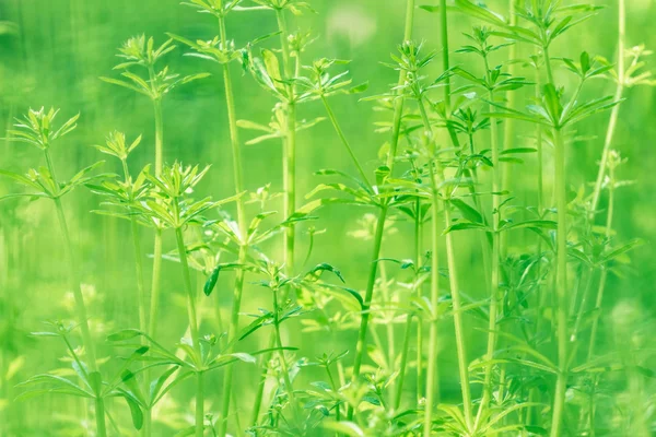 早朝に水が落ちる新鮮な厚草の閉鎖 — ストック写真