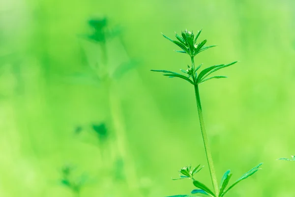 早朝に水が落ちる新鮮な厚草の閉鎖 — ストック写真