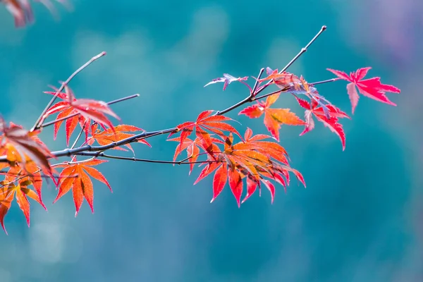 Ahorn zur Herbstzeit ist rot. — Stockfoto