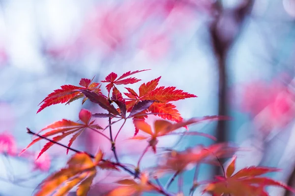 Drzewo klon na sezon jesień jest czerwony. — Zdjęcie stockowe