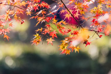 Akça ağaç Sonbahar sezonu için kırmızı.