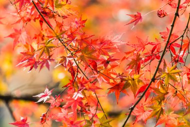 Akça ağaç Sonbahar sezonu için kırmızı.