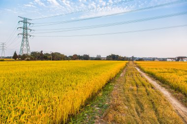 yüksek gerilim kuleleri büyük çeltik alanı