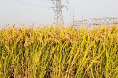 yüksek gerilim kuleleri büyük çeltik alanı