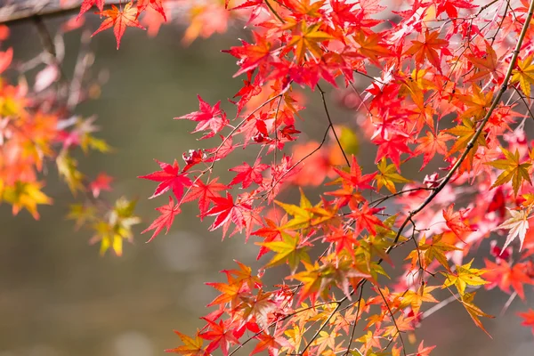 Javor na sezónu podzim je červená. — Stock fotografie