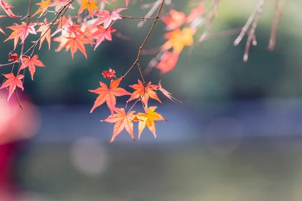 Esdoorn het seizoen van de herfst is rood. — Stockfoto