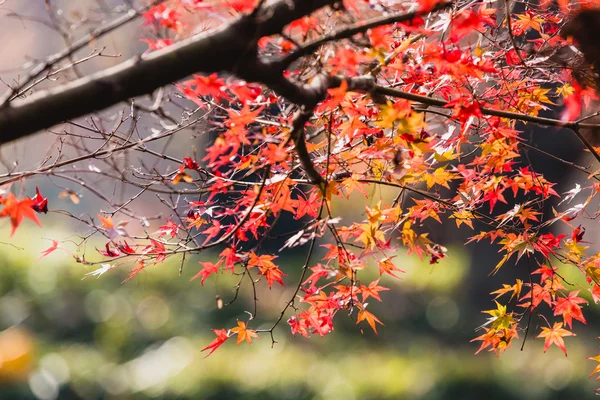 Árvore de bordo para a temporada de outono é vermelho . — Fotografia de Stock