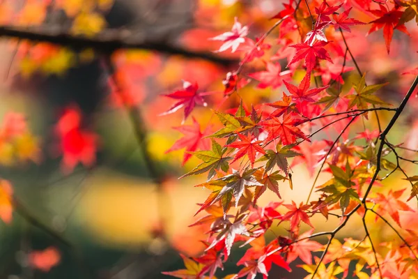 Drzewo klon na sezon jesień jest czerwony. — Zdjęcie stockowe
