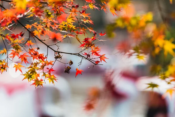 Árvore de bordo para a temporada de outono é vermelho . — Fotografia de Stock