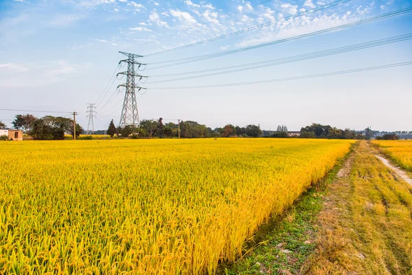 Torres de alto voltaje en el vasto campo de arroz — Foto de Stock