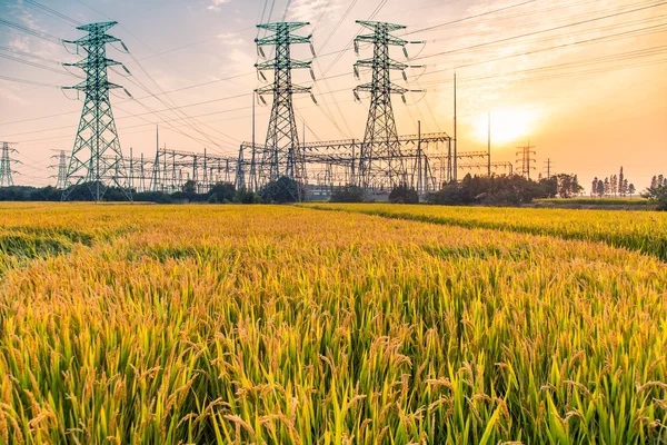 High voltage towers on vast paddy field — Stock Photo, Image