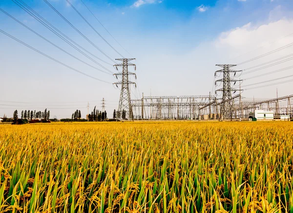 High voltage towers on vast paddy field — Stock Photo, Image