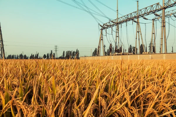 Torres de alto voltaje en el vasto campo de arroz — Foto de Stock