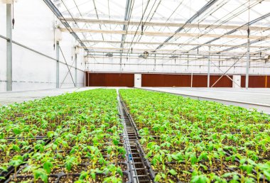 ekimi marul sera içinde