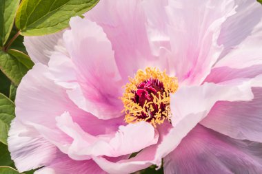 Marangoz arı (Xylocopa valga) bir hibrid çiçekleri ağaç bahar bahçe Şakayık (Paeonia suffruticosa) çiçek üzerinde