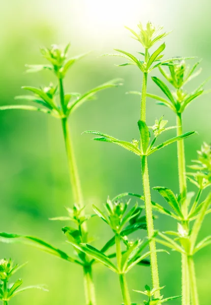 Close up of fresh thick grass with water drops in the early morning