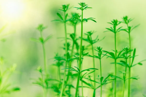 早朝に水が落ちる新鮮な厚草の閉鎖 — ストック写真