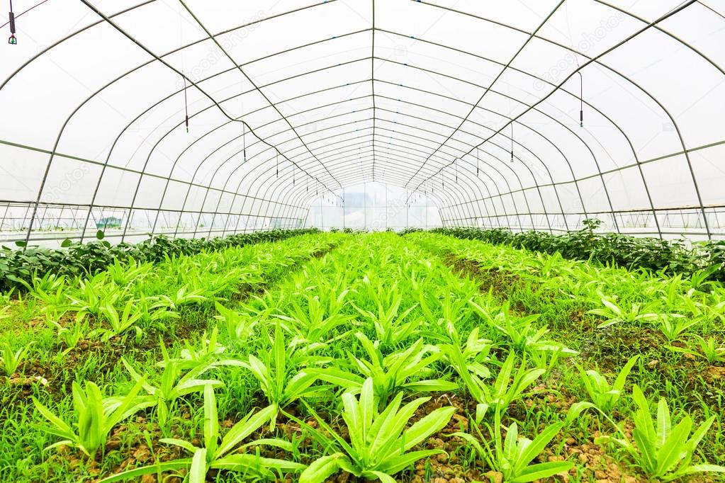 cultivation of lettuce in a greenhouse