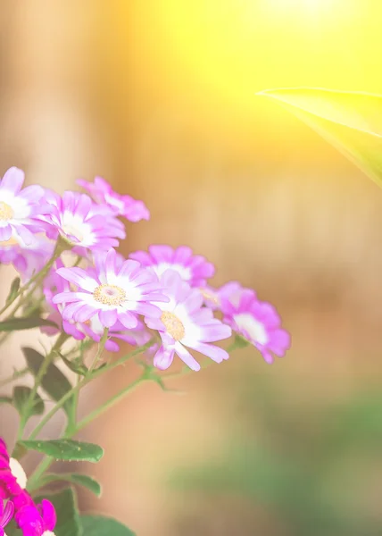 Яскраві і красиві квіти на сонці — стокове фото