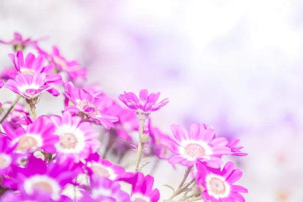 Яскраві і красиві квіти на сонці — стокове фото