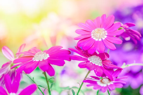 Flores brilhantes e bonitas ao sol — Fotografia de Stock