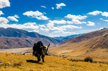 Çin, jilin changbai Dağı tianchi toplayan