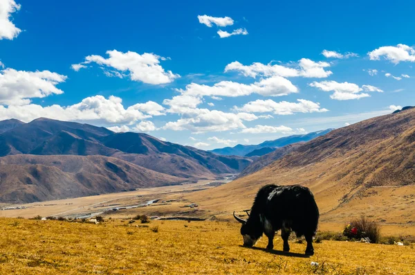 Lo scenario della Cina, jilin changbai montagna tianchi — Foto Stock