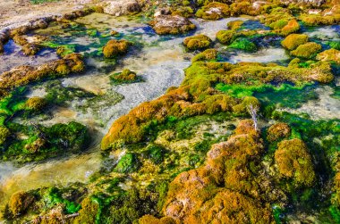 Yağı, yosun kapatın ve kirli suda liken. Üstten Görünüm vurdu.