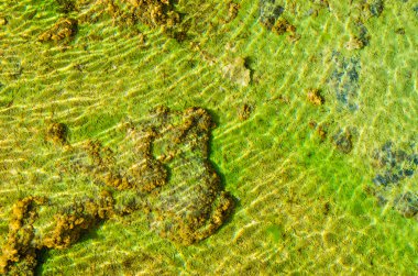 Yağı, yosun kapatın ve kirli suda liken. Üstten Görünüm vurdu.