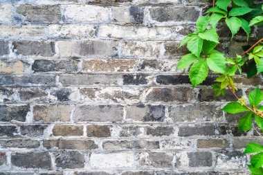 Eski vintage tuğla duvar duvara yeşil sarmaşık