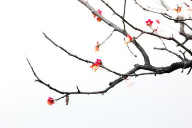 Beyaz arka plan üzerinde izole taze erik ağacı çiçek