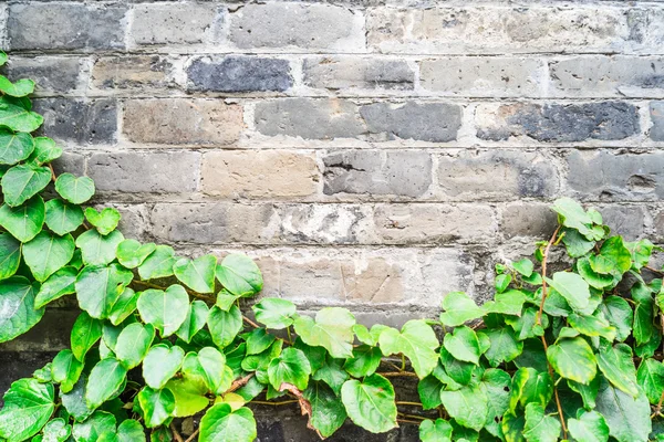 Green ivy wall on old vintage brick wall