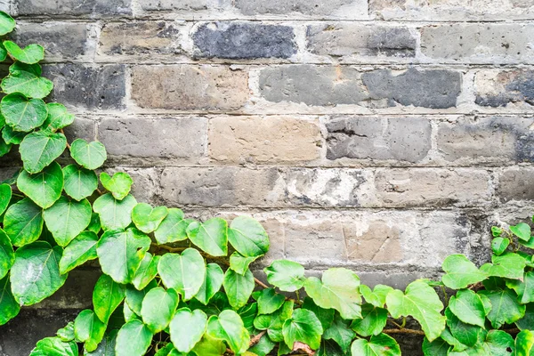 Green ivy wall on old vintage brick wall